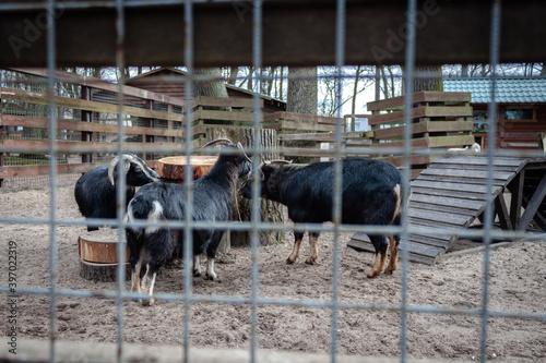 Black goats walk behind the metal mesh of an open livestock pen.