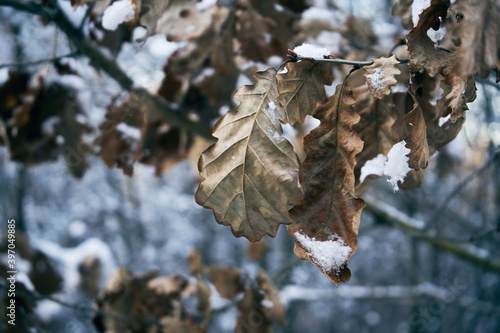 liście dębu pokryte śniegiem
