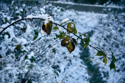 liście pokryte śniegiem