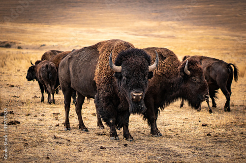 Bull Bison