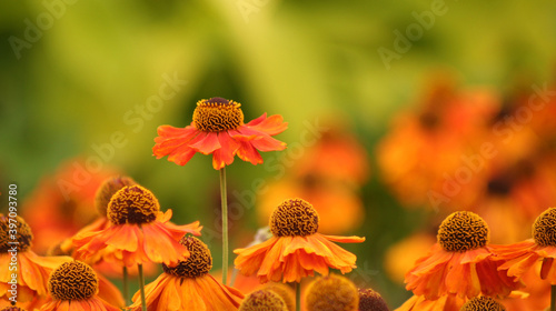 Rudbekia flower in the garden