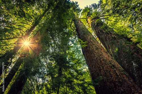 Sunrise in the Grove of the Patriarchs, Mount Rainier National Park, Washington