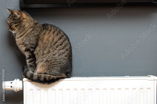 Cat on the radiator , cat lying on warm radiator rests and relaxes