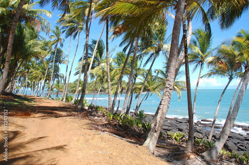 Amérique du Sud, Guyane, Kourou, îles du Salut, le sentier du littoral sur l'île Royale bordé de magnifiques cocotiers face à l'océan atlantique et l'île du Diable.