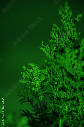 Cyprys na zielonym tle