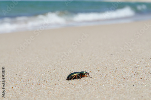 Mały żuczek spaceruje samotnie po morskim piasku