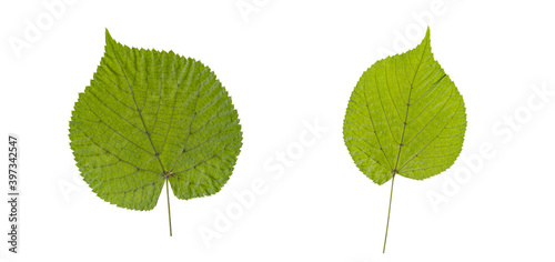 set of green cottonwood leafs isolated on a white background