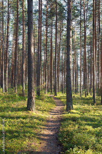 A path in a pine forest in the Tver region, Russia