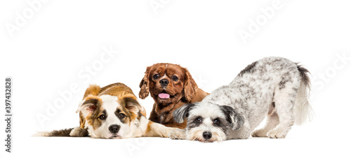 Group of apathetic and sick Crossbreed dogs sitting together in a row