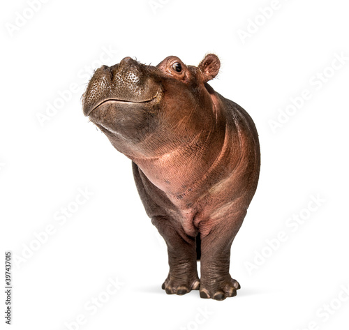 Hippo calf, 3 months old, isolated, Hippopotamus amphibius