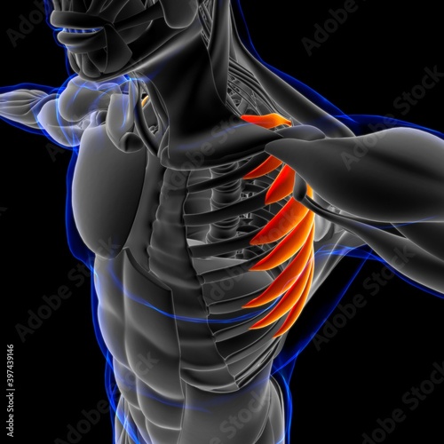 Serratus Anterior Muscle Anatomy For Medical Concept 3D Illustration