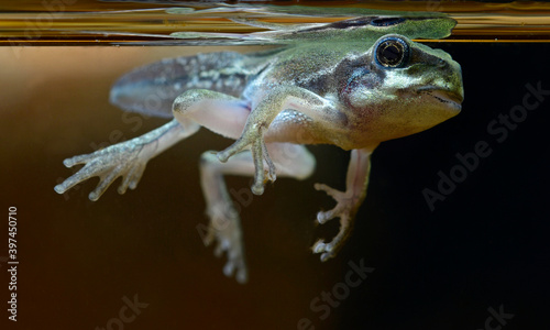 fast fertig entwickelte Laubfrosch-Larve (Hyla arborea) // Almost fully developed tree frog larvae 