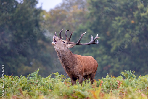 deer in the forest