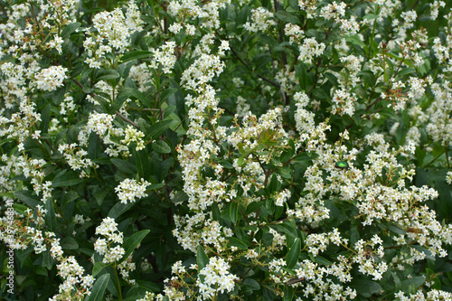 In the spring in nature, ordinary privet (ligustrum vulgare) blooms