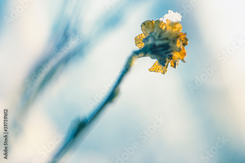 zdjęcie żółtego kwiatu pokrytego lodem i śniegiem na jasnym tle w trakcie początku mroźnej zimy od tyłu 