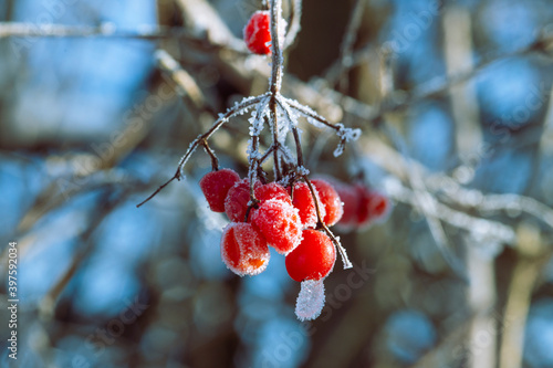 Owoce czerwonych róż pokryte lodem i śniegiem na jasnym tle w trakcie wczesnej chłodnej zimy