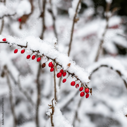 red berries on the bushes under the snow