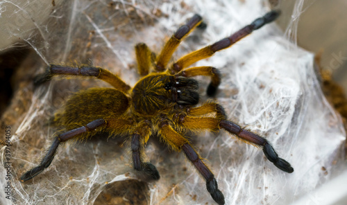 the tarantula harpactira pulchripes from africa next to its spider web