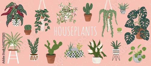 House plants set. Trendy home decor with plants vector illustration. Flowers in pot, macrame hanger, house interior design