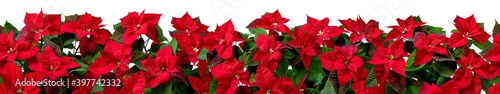 Red poinsettia Christmas flowers horizontal seamless pattern