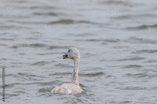 Bewick's Swan (Cygnus bewickii) cygnet in Barents Sea coastal area, Russia