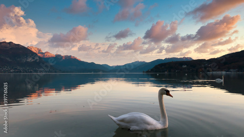 Cygne-lac annecy