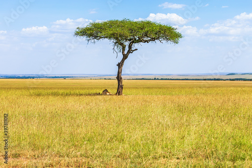 Savanna landscape with a single tree and resting lions