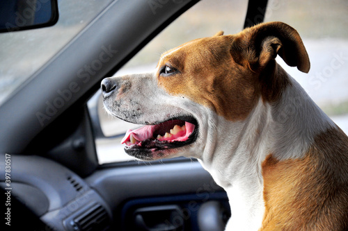Happy American Staffordshire terrier senior dog , portrait in a car