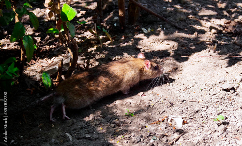 Szczur wędrowny (Rattus norvegicus) zamieszkuje w sąsiedztwie ludzi