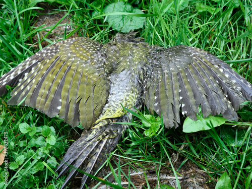 Tragedia młodego Dzięcioła zielongo (Picus viridis) który padł ofiarą zderzenia z szybą okienną 