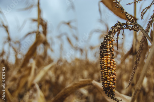 A dry cob of corn hangs on a stem in a field