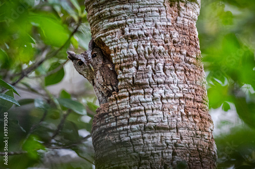 Screech owl in snag