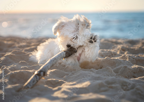 Maltańczyk gryzący patyk na plaży