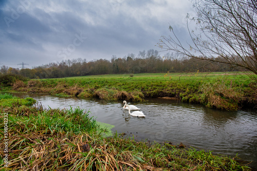 Hawley Meadow, Blackwater valley. Two swans swim along the River Blackwater as it flows through Hawley Meadow, Blackwater Valley, Camberley, Surrey. The open space is a traditional floodplain meadow.