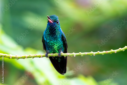 A Blue-chinned Sapphire chirping on a perch looking at camera. tropical bird in a garden. Bird perching with blurred background. Hummingbird with it's beak open