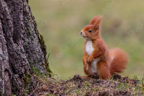 Eichhörnchen (Sciurus vulgaris)