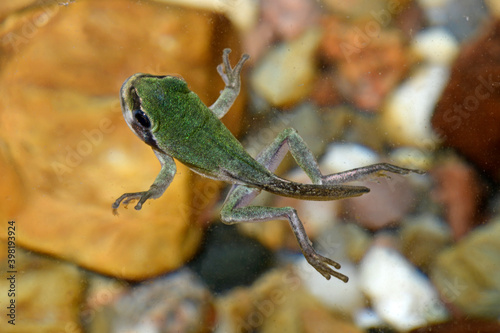 Almost fully developed tree frog larvae (Hyla arborea) // fast fertig entwickelte Laubfrosch-Larve 