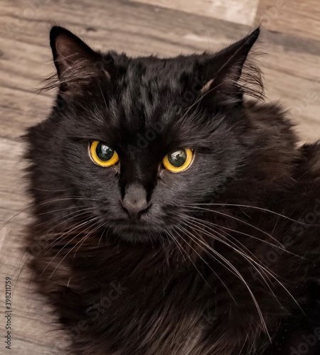 Black cat with yellow eyes close up on linoleum apartment floor