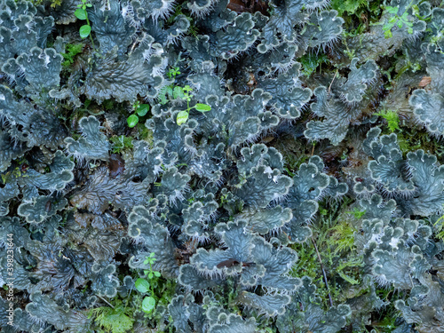 Lichen Peltigera Membranacea aka Membranous Dog Lichen closeup. Devon, UK.