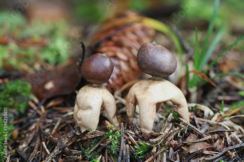 Geastrum quadrifidum, known as the rayed earthstar or four-footed earthstar, wild fungus from Finland