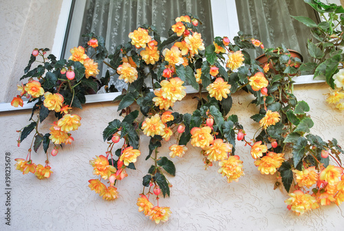 Potted yellow Tuberous Begonias on windowsill