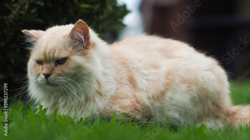 Chat persan aux airs de dominateur