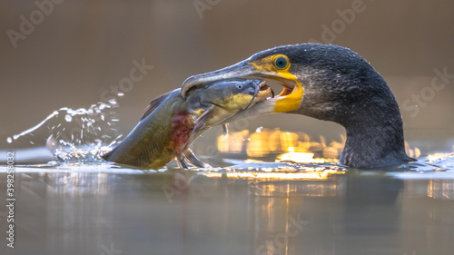 Great cormorant eating Black Bullhead fish