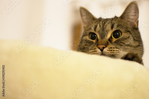 Młody kotek leżący na poduszce. Ujęcie z dołu, widoczna tylko głowa.