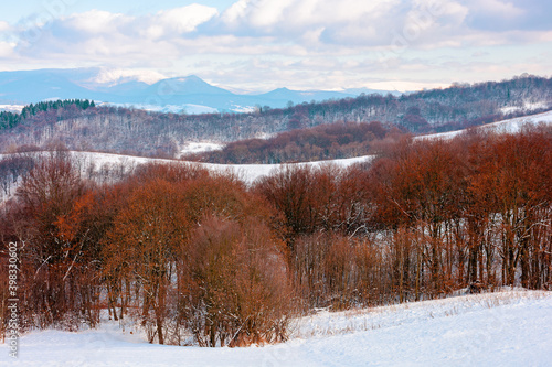 forest on a snow covered hill. beautiful countryside landscape of carpathian mountains. winter scenery in dappled light