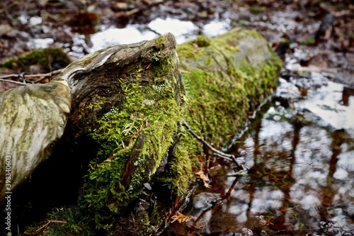 In early spring a fallen tree trunk, covered in moss, lies in a pool of water left over from the melted snow.