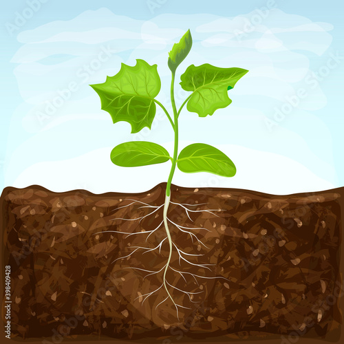 young seedling of vegetable grows in fertile soil. sprout with underground root system in ground on blue sky background. green shoot illustration. spring sprout of healthy cucumber plant