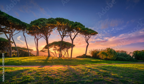 Pine tree group close to sea and beach. Baratti, Tuscany.