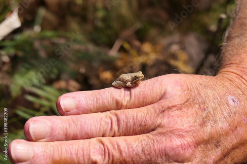 Marmor-Riedfrosch, Hyperolius marmoratus verrucosus. Weit verbreitet im Süden und Südosten Afrikas. Sitzt sehr zahlreich auf Pflanzen wie Elegia sp. oder Blüten von Protea. Hier in George, Südafrika.