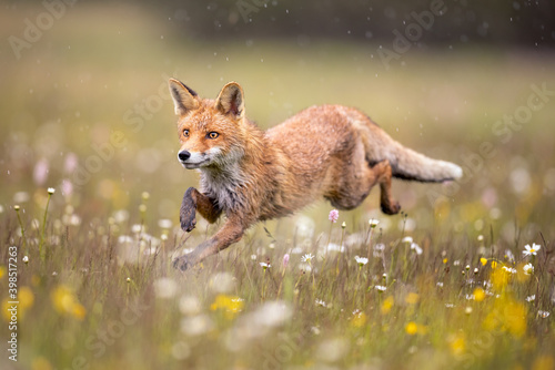 Red fox on flowers covered meadow during grey rainy day. The wet animal among flowers and grass. is the largest of the true foxes and one of the most widely distributed members of the order Carnivora.